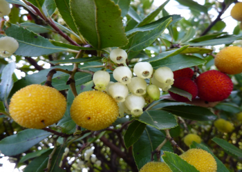 Appearance of Abutus unedo fruits (INRGREF, 2017)