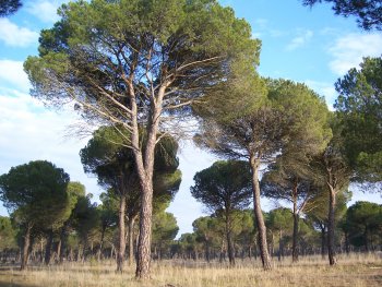 Pinus pinea stands in Castile y Leon