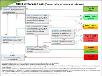 Figure 1. Presentation of the ARCHI key for adult oaks (Quercus robur, Q. petraea, Q. pubescens). ©CNPF