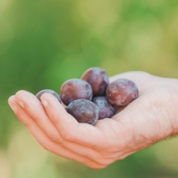 Hand holding red grapes
