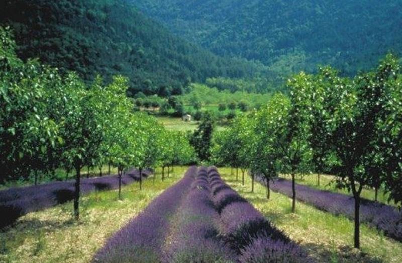 Example of agroforestry concept applied by farmers: trees and medical species cultivation. Author and source: Christian Dupraz