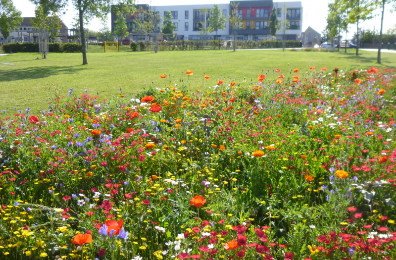 Gainsborough Square wild flowers - credit to Max McClure, Bristol City Council