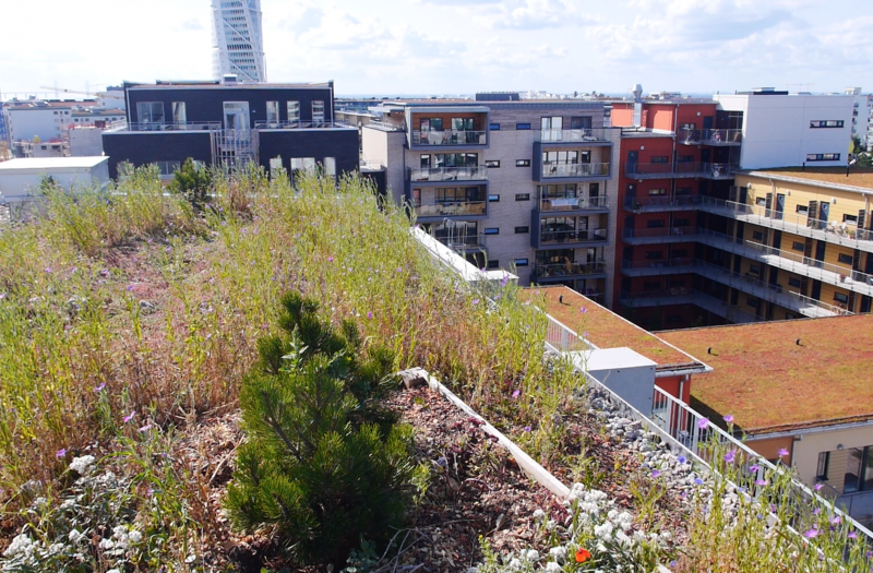 Green roof terrace view