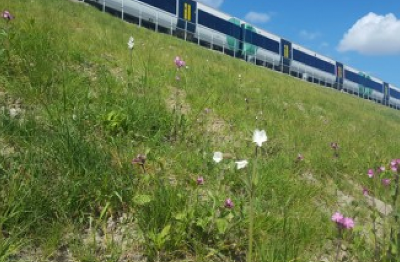 Wildflower embankments - credit to Network Rail