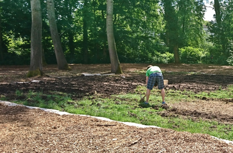 Mulching the lawn with wood chips to create a forest floor