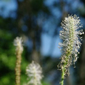 BiodivERsA BiodivERsA