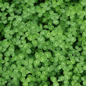 Clovers KiKi Wang Unsplash 