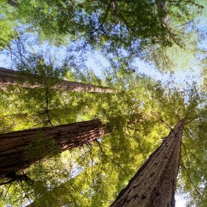 Tree Canopy by L.L. Kern