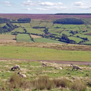 North York Moors National Park North York Moors National Park