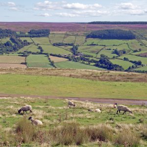 North York Moors National Park