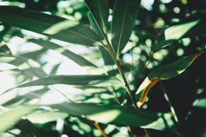 Align | Natural Capital Management Accounting Seminar | Extractives sector Align | Natural Capital Management Accounting Seminar | Extractives sector