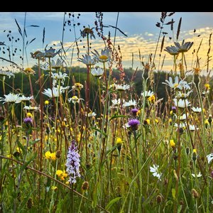 Biodiverse meadow Biodiverse meadow