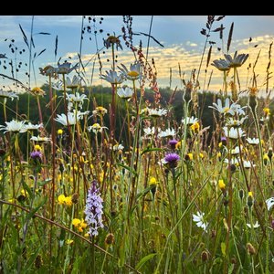 Biodiverse meadow