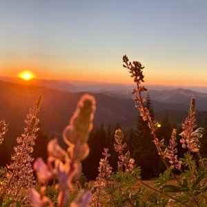 Field of wildflowers as the sun either rises or sets Field of wildflowers as the sun either rises or sets