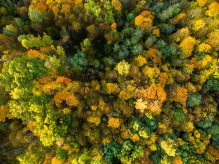 Aerial view of an autumn forest