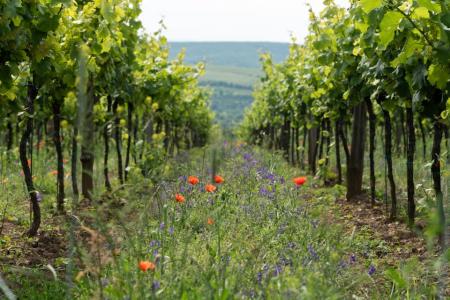Green seeded cover crop vineyard row