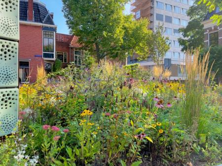 Urban green oasis climate adaptation 