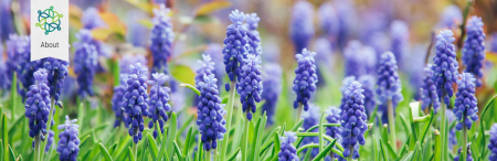 Blue grape hyacinth 