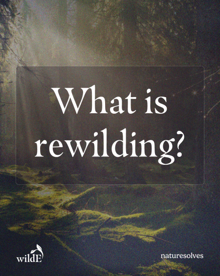 What is rewilding Nature Solves post