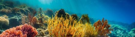 ocean bed, Spain