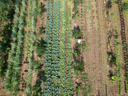 green farming rows