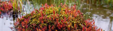 moss-nature