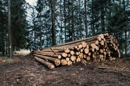 Forestry logging