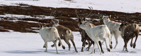 Tamrein i Hammerfest (Semi-domesticated reindeer in Hammerfest) By Per Harald Olsen