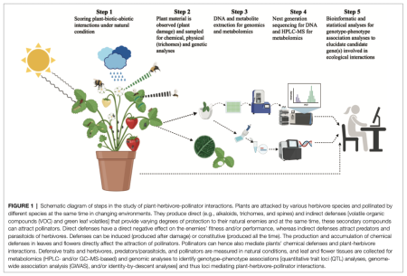 Schematic diagram of steps in the study of plant-herbivore-pollinator interactions.