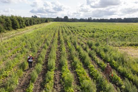 Green crop field on a sunny day