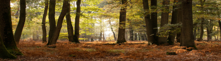 Woodland with leaf litter