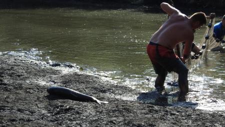 Dried out water with fish laying on it, meanwhile people pulling fish nets out of little water left.