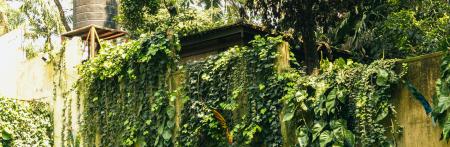 nature solutions