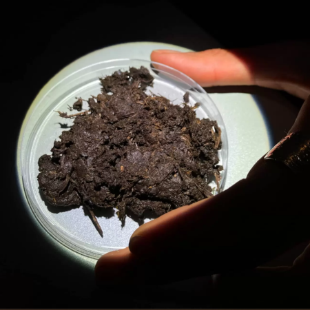 NBE petri dish with bark on held under microscope
