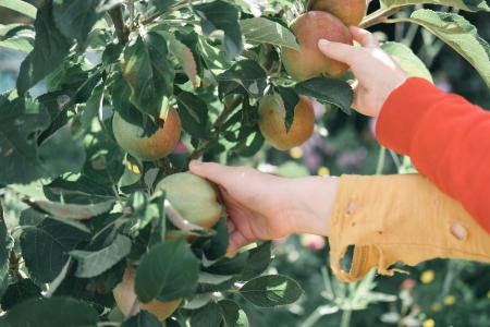 mango picking hands overlapping