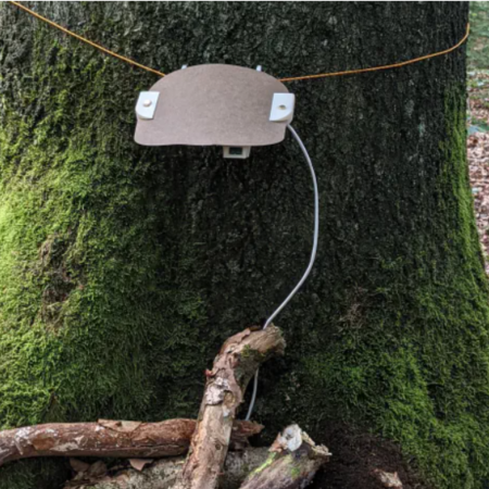 moss covered tree trunk with string tied round it and experiment occuring