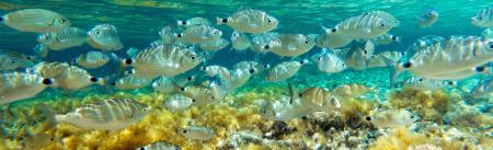fish underwater