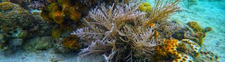 blue sea coral reef 