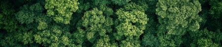 trees