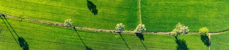green trees with shadow on grass