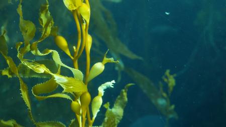 seaweed in water