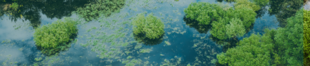 freshwater with green vegetation