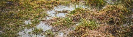 wet landscape soil