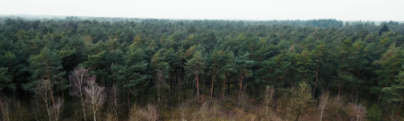 dark green forest trees