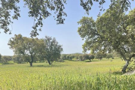 portuguese countryside - green trees and green grass