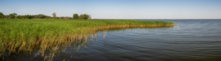 Wetland with reeds and water