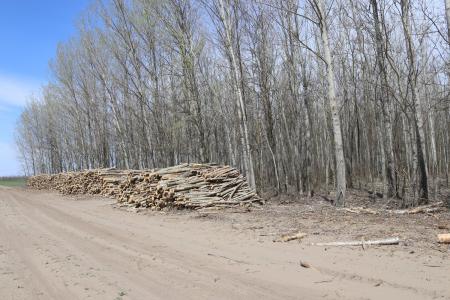 piles of logs at the side of the road with silver birch looking trees behind them and blue sky, dirt track straight on