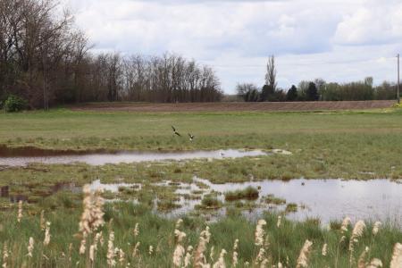 swamp land 