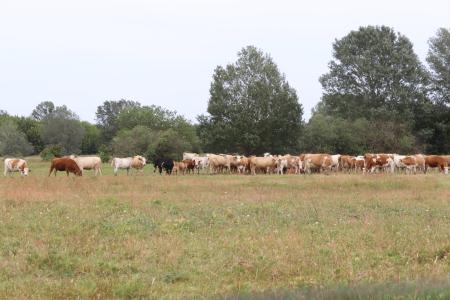 cows in a herd - green field, dark green trees towards the horizon