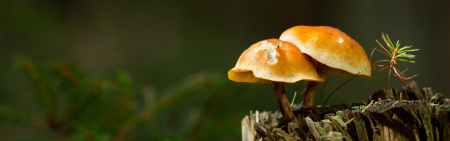 Banner image - Mushroom
